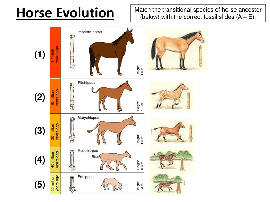 horse transition fossils
