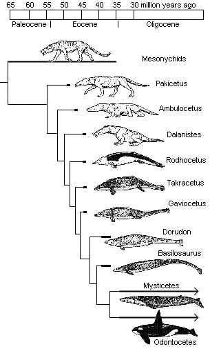 Whale transition fossils